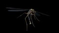 giant mosquito mutant 3d render