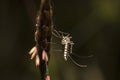 Giant mosquito, Nagla block, Mumbai, Maharashtra, India Royalty Free Stock Photo
