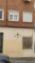 Giant mosquito stuck to the glass