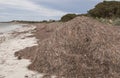 Giant mounds of seaweed
