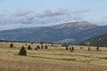 Giant Mountines meadow with solitary spruce near Labska bouda