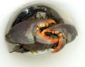 Giant Mud Crab. Scylla serrata Royalty Free Stock Photo