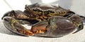 Giant Mud Crab. Scylla serrata Royalty Free Stock Photo