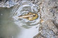 A giant mudskipper, Periophthalmodon schlosseri Royalty Free Stock Photo