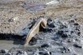 A giant mudskipper, Periophthalmodon schlosseri Royalty Free Stock Photo