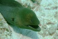 Giant Muray Eel Royalty Free Stock Photo