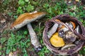 Giant mushroom aspen boletus in comparison with a basket of mushrooms