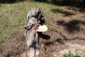 Giant mushroom growing on a dead trunk