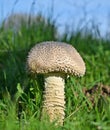 a giant mushroom grown on the lawn, agaricus