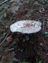 Giant mushroom Royalty Free Stock Photo