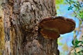 Giant mushroom Royalty Free Stock Photo