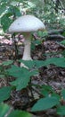 Giant Mushroom Royalty Free Stock Photo