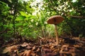 Giant Mushroom Royalty Free Stock Photo