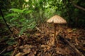 Giant Mushroom Royalty Free Stock Photo