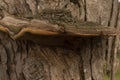 Giant mushrooms in a dry trunk Royalty Free Stock Photo