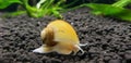 Giant mystery snail