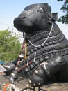 Giant Nandi