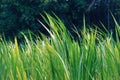 Giant Napier King grass is a perennial tropical grass that is native to African grasslands. It is commonly referred to as elephant