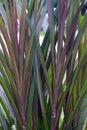 Giant Napier King grass, a perennial tropical grass native to African grasslands. It\'s also known as elephant grass Royalty Free Stock Photo