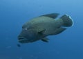 Giant Napoleon Humphead Wrasse Close Up in Blue Ocean