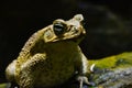 Giant neotropical cane toad portrait Royalty Free Stock Photo