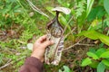 Giant nepenthes pitcher hold by one hand, nepenthes rafflesiana Royalty Free Stock Photo