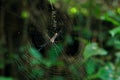 Giant Nephila Spider Jungle Web Background