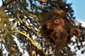 Giant nest of the green parakeet Royalty Free Stock Photo