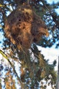 Giant nest of the green parakeet Royalty Free Stock Photo