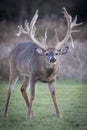 Giant non-typical whitetail buck searching for doe Royalty Free Stock Photo