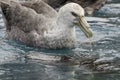 Giant Northern Petrel Royalty Free Stock Photo