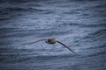 Giant northern petrel flies low to the water following ship Royalty Free Stock Photo