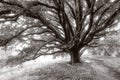 Giant Oak Tree