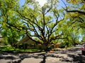 Giant oak tree in this established neighborhood Royalty Free Stock Photo