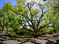 Giant oak tree in this established neighborhood Royalty Free Stock Photo