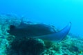 Giant oceanic manta ray above coral reef