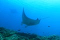 Giant oceanic manta ray above coral reef Royalty Free Stock Photo