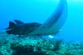 Giant oceanic manta ray above coral reef