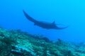 Giant oceanic manta ray above coral reef