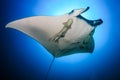 Giant Oceanic Manta Ray Manta birostris with attached Remora swimming in a clear blue ocean