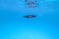 Giant oceanic manta ray, Manta Birostris ,hovering in blue ocean on Maldives islands