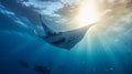 Giant oceanic manta ray in blue sea