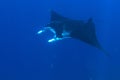 Giant oceanic manta ray in blue see