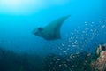 A giant oceanic manta ray at a cleaning station Royalty Free Stock Photo