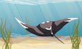 Giant oceanic manta ray floats in the water. Manta rays Mobula birostris in at the bottom of the sea with algae and stones