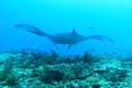 Giant oceanic manta ray above coral reef