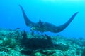 Giant oceanic manta ray above coral reef Royalty Free Stock Photo