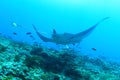 Giant oceanic manta ray above coral reef Royalty Free Stock Photo