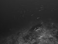 Giant oceanic manta ray, Mobula birostris