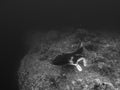 Giant oceanic manta ray, Mobula birostris